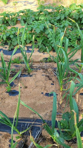 양배추21556님의 기타작물 · 영농일지 작성글 사진