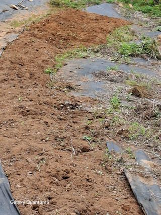 이세순님의 기타작물 · 영농일지 작성글 사진