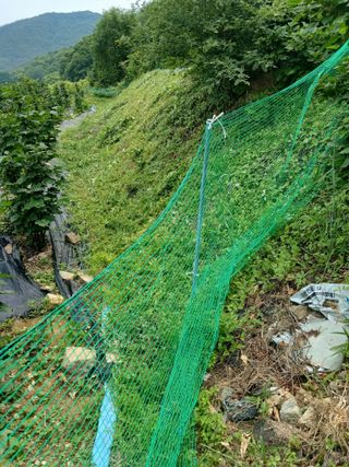 이근우님의 딸기 · 영농일지 작성글 사진