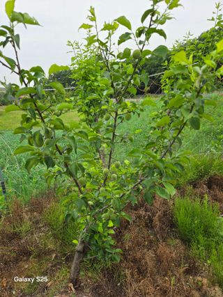 류승원님의 고추 · 영농일지 작성글 사진