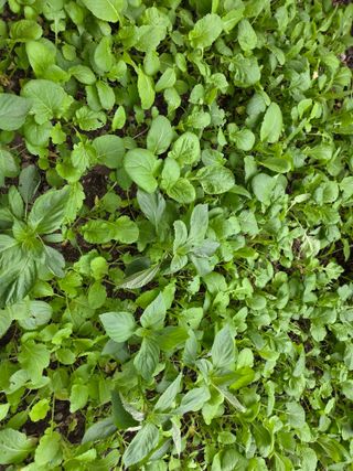 오현백님의 기타작물 · 영농일지 작성글 사진