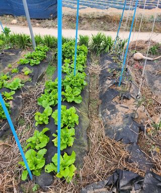 스마일00님의 기타작물 · 영농일지 작성글 사진