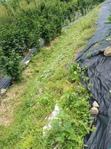 팜모닝 딸기·영농일지 게시글 이미지