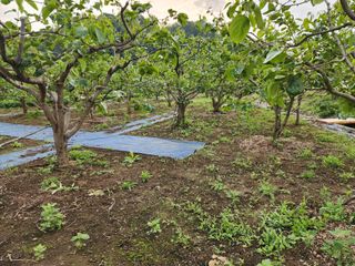 대운농원님의 기타작물 · 영농일지 작성글 사진