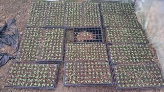 가야산도사님의 참깨 · 영농일지 작성글 사진