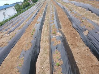 최남옥님의 기타작물 · 영농일지 작성글 사진