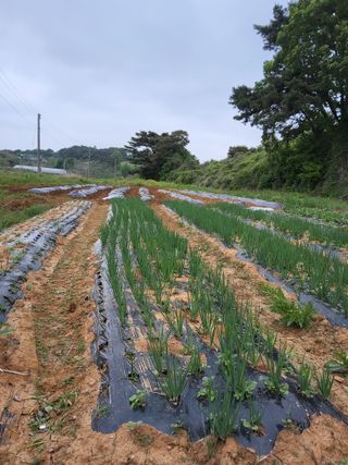 자.담.스.팜님의 기타작물 · 영농일지 작성글 사진