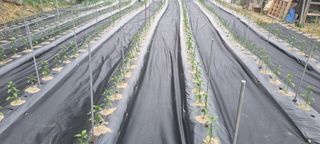 박사원농장님의 기타작물 · 영농일지 작성글 사진