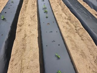 보스님의 참깨 · 영농일지 작성글 사진