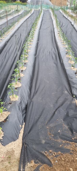 박사원농장님의 기타작물 · 영농일지 작성글 사진