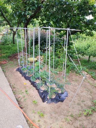 헤이쥬회원님의 고추 · 영농일지 작성글 사진