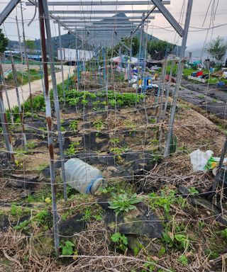 스마일00님의 기타작물 · 영농일지 작성글 사진