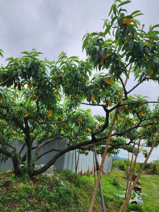 두릅나무6735님의 기타작물 · 영농일지 작성글 사진