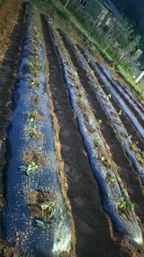 팜모닝 고구마·영농일지 게시글 이미지