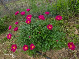 류승원님의 고추 · 영농일지 작성글 사진