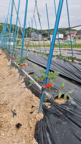 김윤회님의 토마토 · 영농일지 작성글 사진