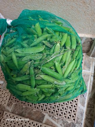 이세순님의 기타작물 · 영농일지 작성글 사진