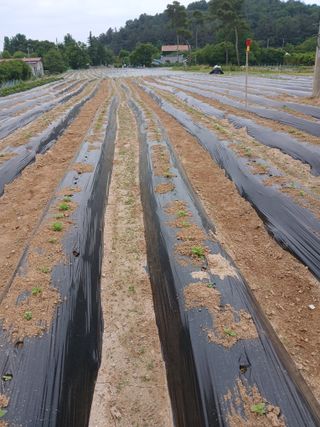 최남옥님의 기타작물 · 영농일지 작성글 사진