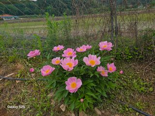 류승원님의 고추 · 영농일지 작성글 사진