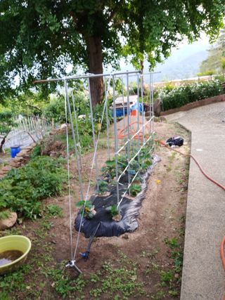 헤이쥬회원님의 고추 · 영농일지 작성글 사진