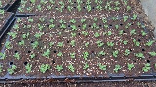 가야산도사님의 참깨 · 영농일지 작성글 사진