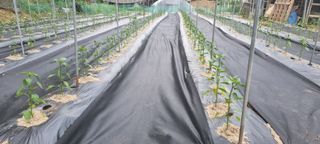 박사원농장님의 기타작물 · 영농일지 작성글 사진