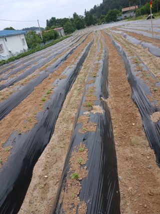 최남옥님의 기타작물 · 영농일지 작성글 사진