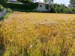 12345우각장당리님의 기타작물 · 영농일지 작성글 사진