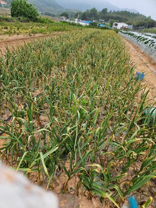 정복화님의 기타작물 · 영농일지 작성글 사진