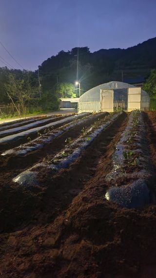남상호 님의 고구마 · 영농일지 작성글 사진