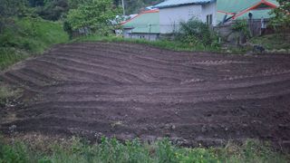 남상호 님의 콩 · 영농일지 작성글 사진