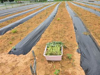 심기정님의 고구마 · 영농일지 작성글 사진