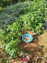 팜모닝 기타작물·영농일지 게시글 이미지