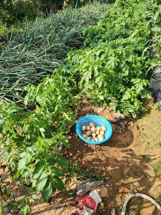 두릅나무6735님의 기타작물 · 영농일지 작성글 사진