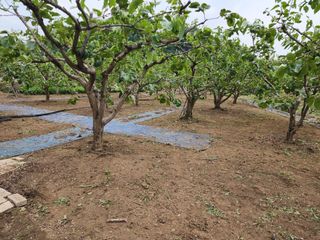 대운농원님의 기타작물 · 영농일지 작성글 사진