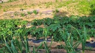 양배추21556님의 기타작물 · 영농일지 작성글 사진