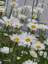 팜모닝 고추·영농일지 게시글 이미지