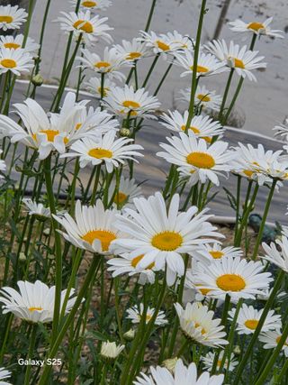 류승원님의 고추 · 영농일지 작성글 사진