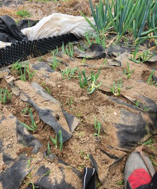 스마일00님의 기타작물 · 영농일지 작성글 사진