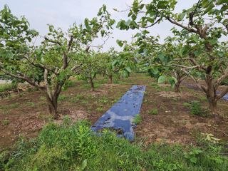 대운농원님의 기타작물 · 영농일지 작성글 사진