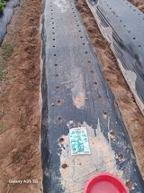 팜모닝 참깨·영농일지 게시글 이미지