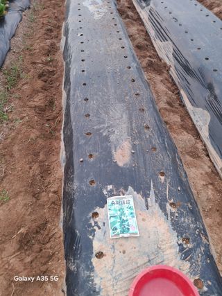 행복한누룩님의 참깨 · 영농일지 작성글 사진