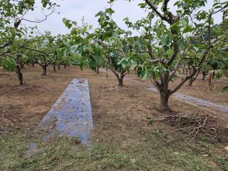 대운농원님의 기타작물 · 영농일지 작성글 사진