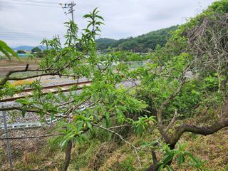 두릅나무6735님의 기타작물 · 영농일지 작성글 사진