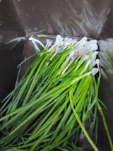 팜모닝 기타작물·영농일지 게시글 이미지