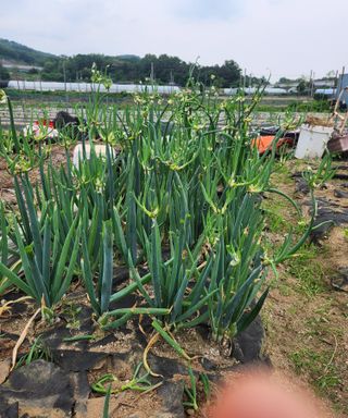 스마일00님의 기타작물 · 영농일지 작성글 사진