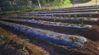 남상호 님의 고구마 · 영농일지 작성글 사진