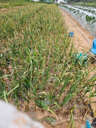 정복화님의 기타작물 · 영농일지 작성글 사진