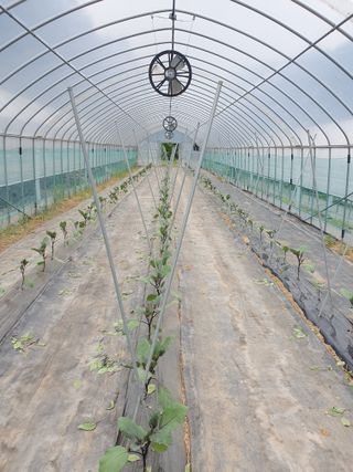 안비님의 기타작물 · 영농일지 작성글 사진