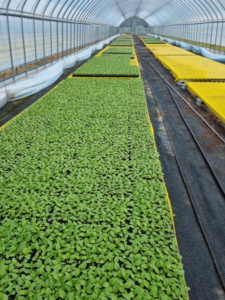 이명숙님의 기타작물 · 영농일지 작성글 사진